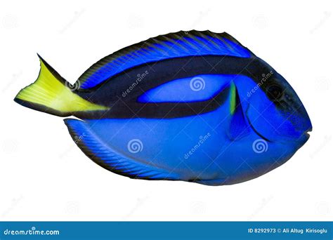 Blue Regal Tang (paracanthurus Hepatus) Isolated Stock Image - Image of ...