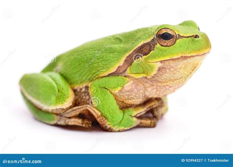 Image result for Small Tree Frog