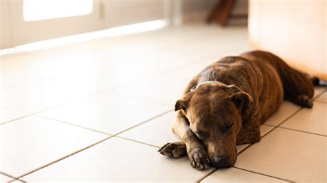 Can Dogs Scratch Pergo Flooring