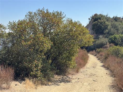 Laurel Sumac, the Resilient Beauty of Southern California’s Chaparral – California Curated