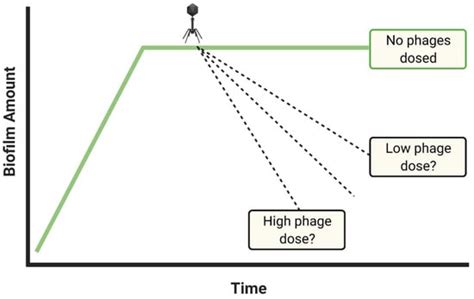 Improving Phage-Biofilm In Vitro Experimentation