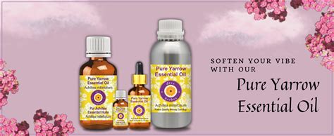 Greenwood Essential Pure Yarrow Essential Oil (Achillea millefolium ...