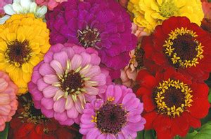 UGRA GIANT CALIFORNIA ZINNIA MIX Seed Price in India - Buy UGRA GIANT ...
