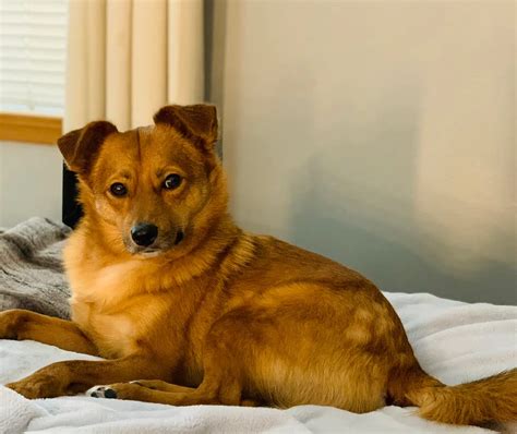 Lost Pom/Corgi/Terrier Mix | The Mighty 790 KFGO | KFGO