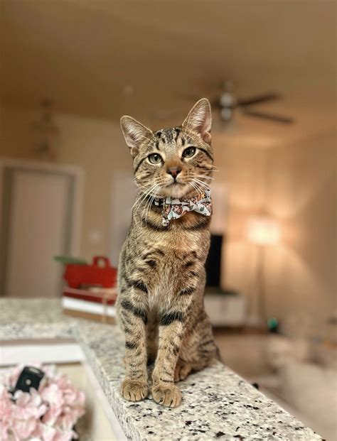 SNIP Clinic | Fixing the Boro | Low-Cost Spay/Neuter Clinic | Animal Rescue