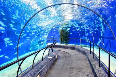 上海海洋水族馆 - 知乎