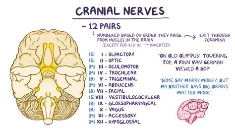 Cranial Nerves Face Mnemonic