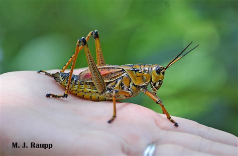 Destination Big Cypress National Preserve and Corkscrew Swamp Sanctuary ...
