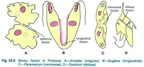 Diagram for leishmania reproduction.. binary fission ! - Brainly.in