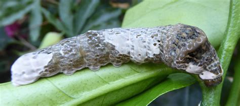 Giant Swallowtail Caterpillar