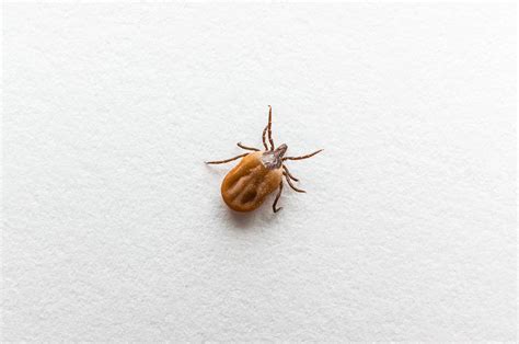 6 Brothers Pest Control | Tick Control Service