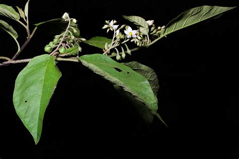 Solanum rude-pannum Dunal | Plants of the World Online | Kew Science