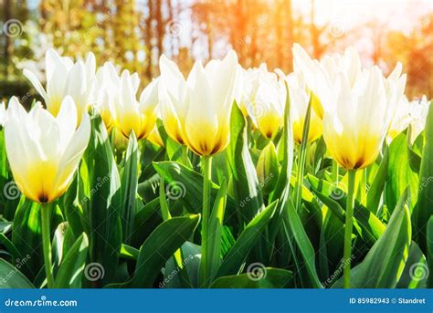Pale Yellow Tulip in Spring in the Sun. Holland Stock Image - Image of ...