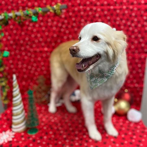 Puppy Luv Pet Grooming 🐶💙 (@puppyylovee2018) • Instagram photos and videos