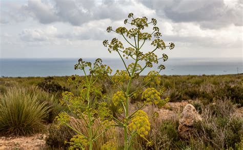 Niadh Hing Powder | Bandhani Hing | Pure Asafoetida | Extra Strong ...