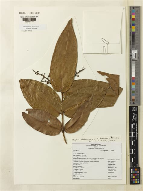 Myrcia riodocensis G.M.Barroso & Peixoto | Plants of the World Online ...