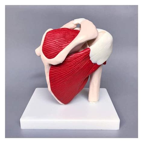 Buy Skeleton Anatomical Model Scapula Shoulder Structure Teaching ...