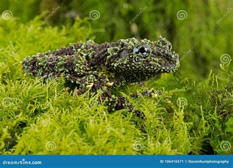 Vietnamese Mossy Frog, Theloderma Corticale Reptile Stock Photo ...