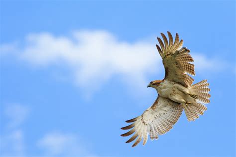 红尾斑鸫：张掖黑河湿地国家级自然保护区 - 中国自然保护区生物标本资源共享平台