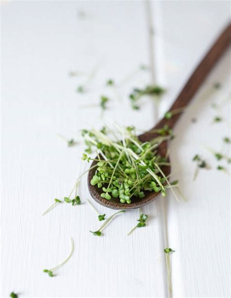 How to Grow Sprouts - Running to the Kitchen®