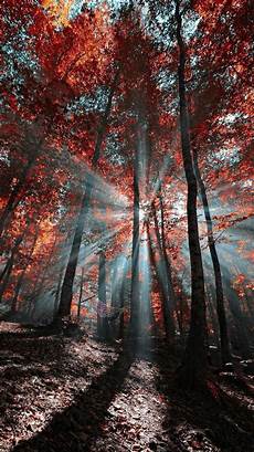 Aesthetic Fall Wallpaper Iphone by Wallpaper Iphone Autumn Iphonewallpaperfall In 2019 Aesthetic Fall Wallpaper Iphone
