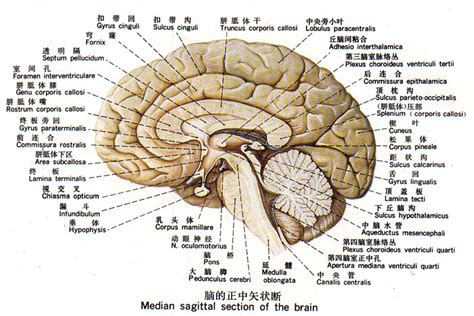 系统解剖学思维导图18神经系统-中枢神经系统-脑干 - 知乎