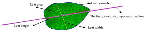 Automatic Measurement of Morphological Traits of Typical Leaf Samples