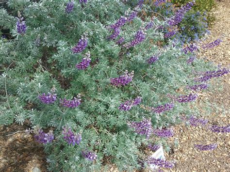Lupinus albifrons - Linda Vista Native Plants