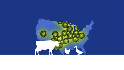 A new strain of bird flu found in California: We show status in maps.