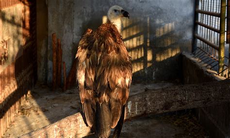 The Wild Animal Trade is a Roaring Business in Pakistan