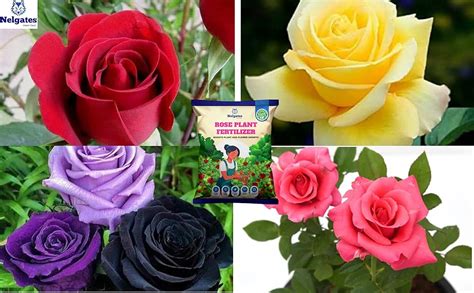 Nelgates Premium organic Rose plant fertilizer,flower booster flower ...