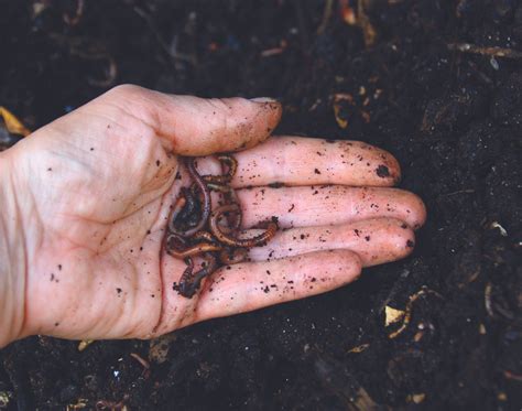 Image result for Worm Composting