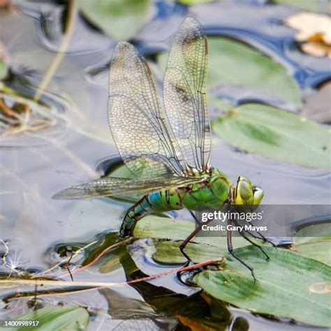 Image result for Alien River Bug