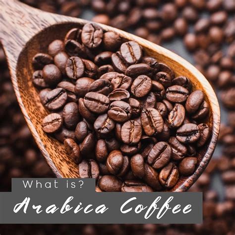 Arabica Coffee Beans: A Flavorful Delight for Coffee