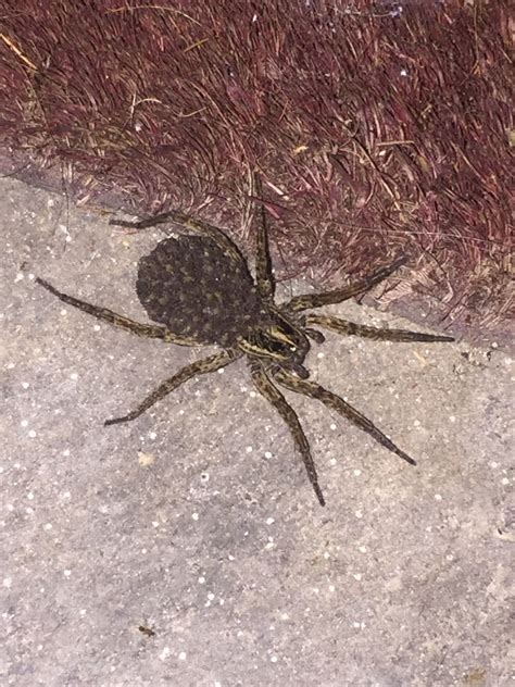 Texas woman finds giant wolf spider outside her home after Harvey