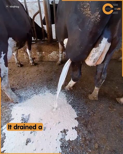 Exploding Cow Abscess 的图像结果