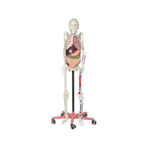 Shop Human Skeleton with Muscles & Organs – Life-Size 3D Model for Med