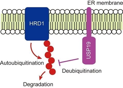 USP19-Mediated Deubiquitination Facilitates the Stabilization of HRD1 ...