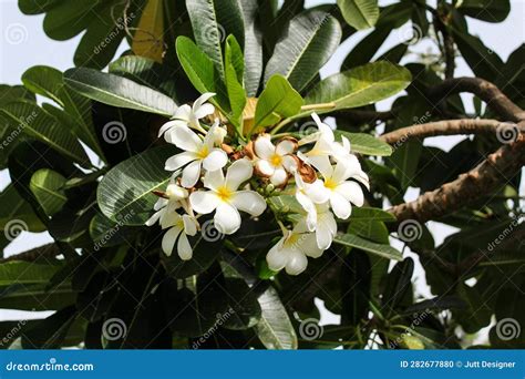 The Bunch of White Flowers with Big Green Leaves Stock Photo - Image of ...