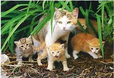 malvorlage katze mit jungen warrior cats welche katze bist du malvorlage katze mit jungen warrior cats welche katze bist du
