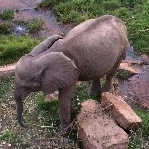 ZOO NATIONAL DU MALI (2026) All You Need to Know BEFORE You Go (with ...