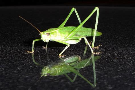 Biggest Grasshopper 的图像结果