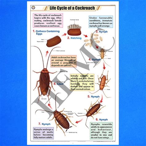 Cockroach Lifecycle 的图像结果