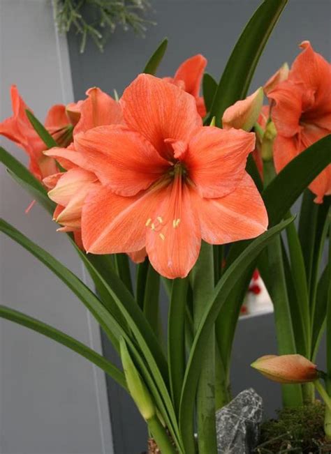 RADHA KRISHNA AGRICULTURE® Amaryllis lily Orange Color flower bulb for ...