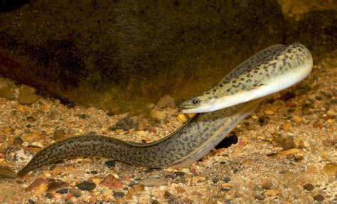 The mystery of Australia's freshwater eels