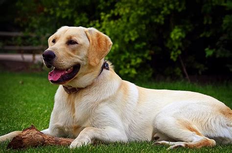 Yellow Lab 的图像结果