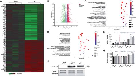 Image result for Deep Tissue Pi