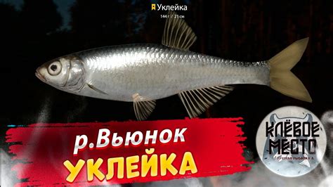 Русская рыбалка 4 - Фарм наживки | р. Вьюнок Уклейка |- рр4 троф ...