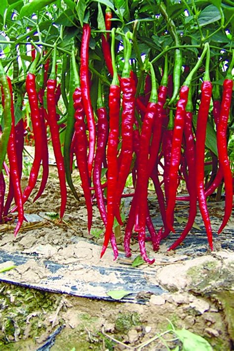 种辣椒的技术，辣椒树的种植方法技术 - 农业种植网