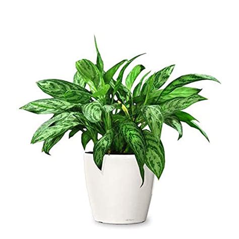 GardenGram Aglaonemas - Chinese Evergreen Plant for Home/Office ...